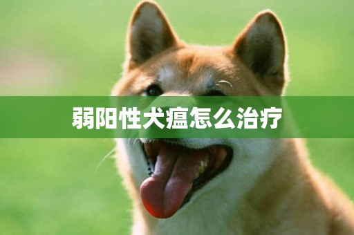 弱陽性犬瘟怎么治療