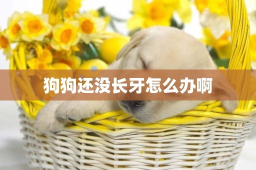 狗狗還沒長牙怎么辦啊