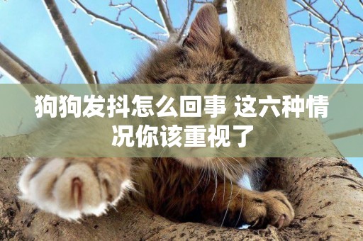 狗狗發抖怎么回事 這六種情況你該重視了