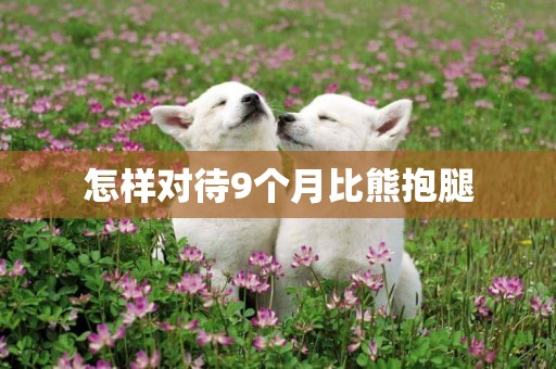 怎樣對待9個月比熊抱腿