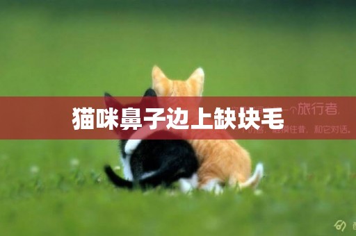 貓咪鼻子邊上缺塊毛