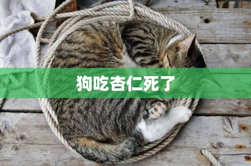 狗吃杏仁死了