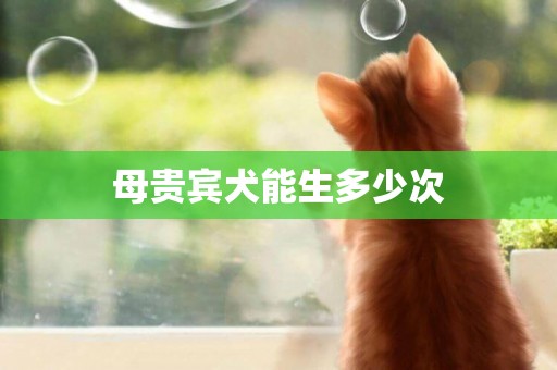 母貴賓犬能生多少次