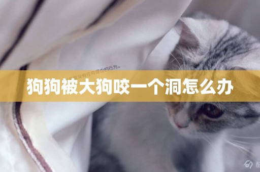 狗狗被大狗咬一個洞怎么辦