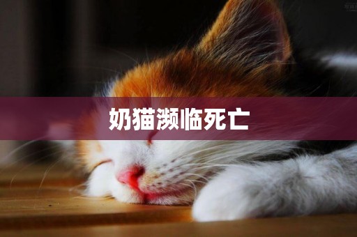 奶貓瀕臨死亡