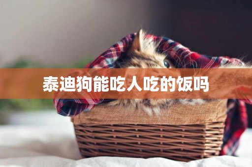 泰迪狗能吃人吃的飯嗎
