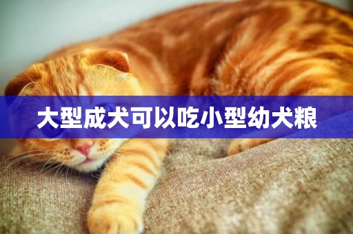 大型成犬可以吃小型幼犬糧