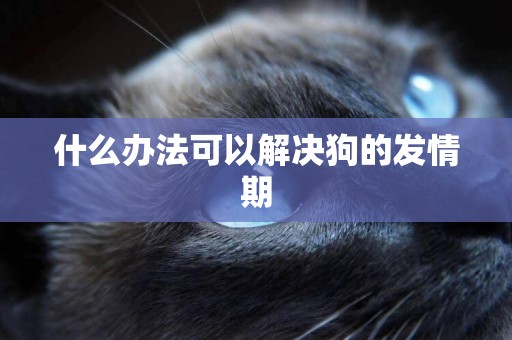 什么辦法可以解決狗的發情期