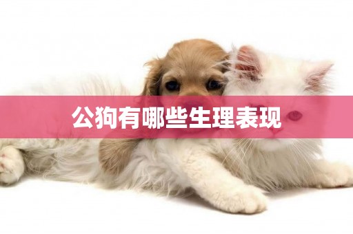 公狗有哪些生理表現