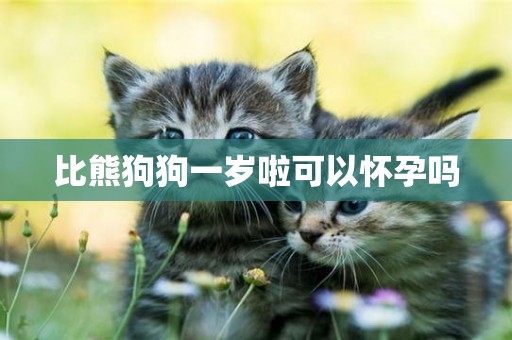 比熊狗狗一歲啦可以懷孕嗎