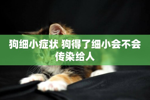 狗細小癥狀 狗得了細小會不會傳染給人