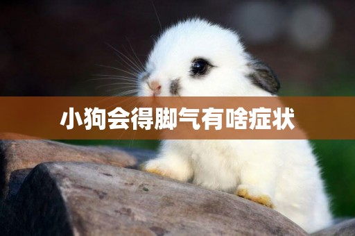 小狗會得腳氣有啥癥狀
