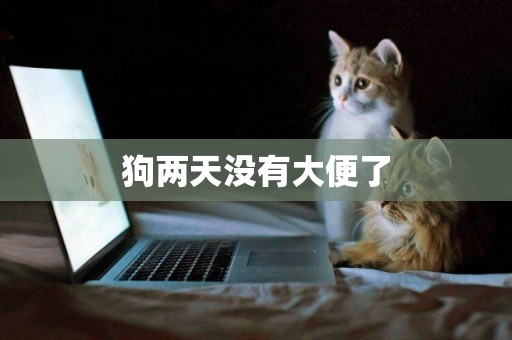 狗兩天沒有大便了