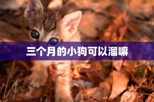 三個月的小狗可以溜嘛