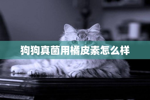狗狗真菌用橘皮素怎么樣