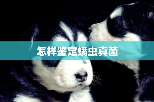 怎樣鑒定螨蟲真菌