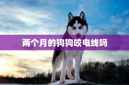 兩個月的狗狗咬電線嗎
