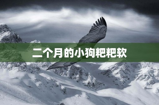 二個月的小狗粑粑軟