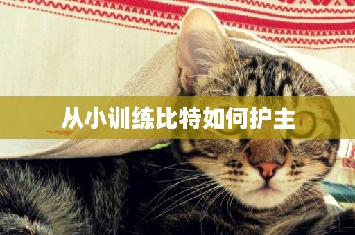 從小訓練比特如何護主