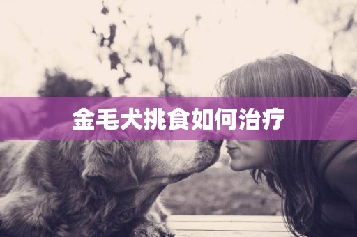 金毛犬挑食如何治療