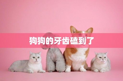 狗狗的牙齒磕到了
