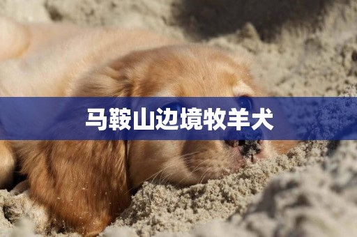 馬鞍山邊境牧羊犬