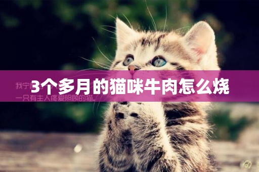 3個多月的貓咪牛肉怎么燒