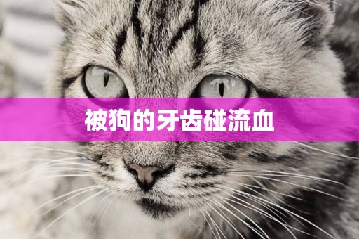 被狗的牙齒碰流血