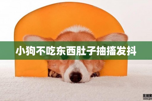 小狗不吃東西肚子抽搐發抖