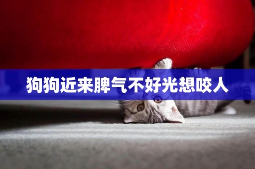 狗狗近來脾氣不好光想咬人