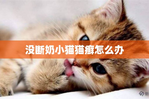 沒斷奶小貓貓癬怎么辦