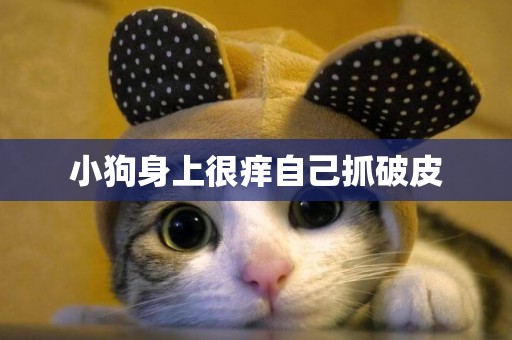 小狗身上很癢自己抓破皮