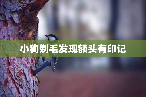 小狗剃毛發現額頭有印記