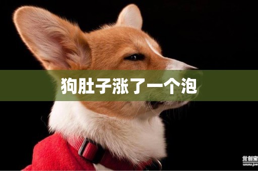 狗肚子漲了一個泡