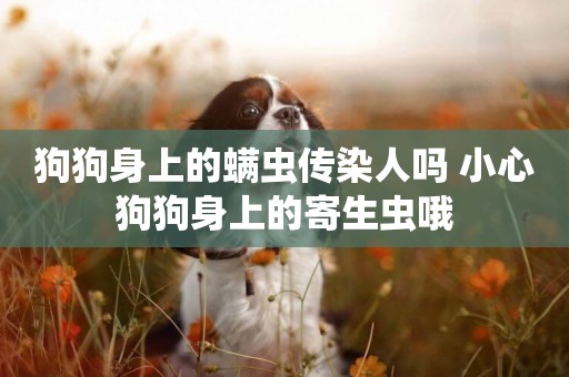 狗狗身上的螨蟲傳染人嗎 小心狗狗身上的寄生蟲哦