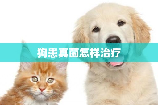 狗患真菌怎樣治療
