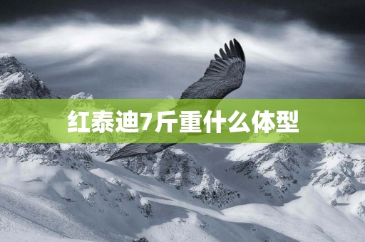 紅泰迪7斤重什么體型