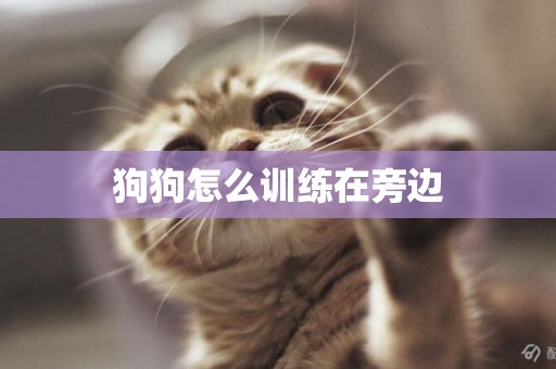 狗狗怎么訓練在旁邊
