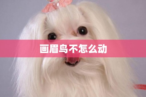 畫眉鳥不怎么動