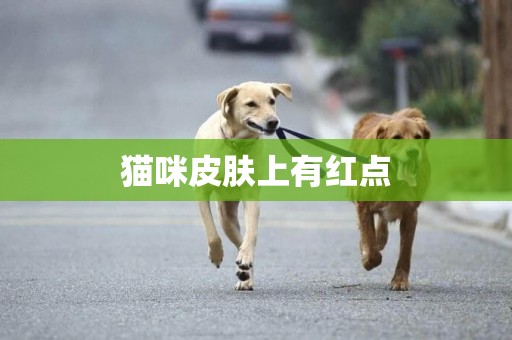 貓咪皮膚上有紅點