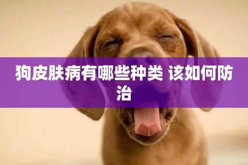 狗皮膚病有哪些種類 該如何防治