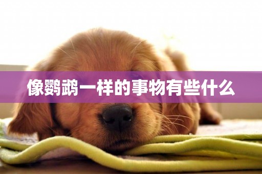 像鸚鵡一樣的事物有些什么
