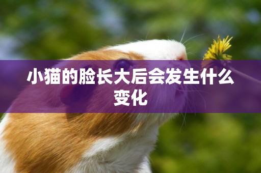 小貓的臉長大后會發生什么變化