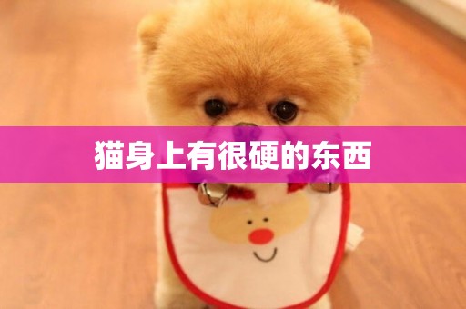 貓身上有很硬的東西