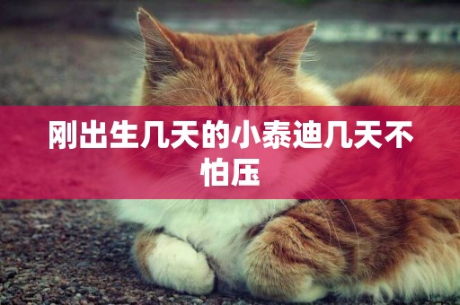 剛出生幾天的小泰迪幾天不怕壓