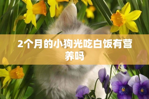 2個月的小狗光吃白飯有營養嗎