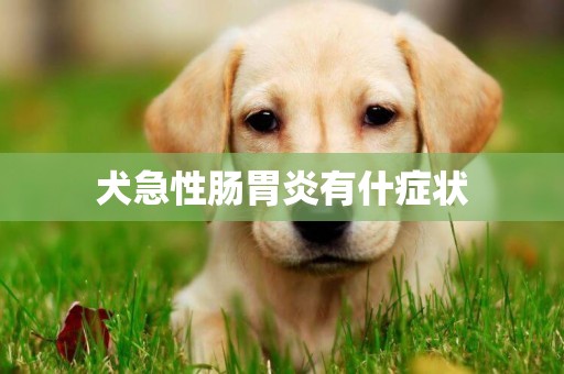 犬急性腸胃炎有什癥狀