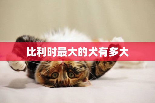 比利時最大的犬有多大