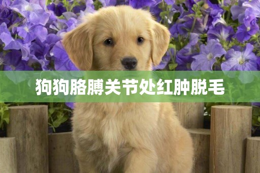 狗狗胳膊關節處紅腫脫毛