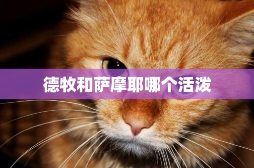 德牧和薩摩耶哪個活潑